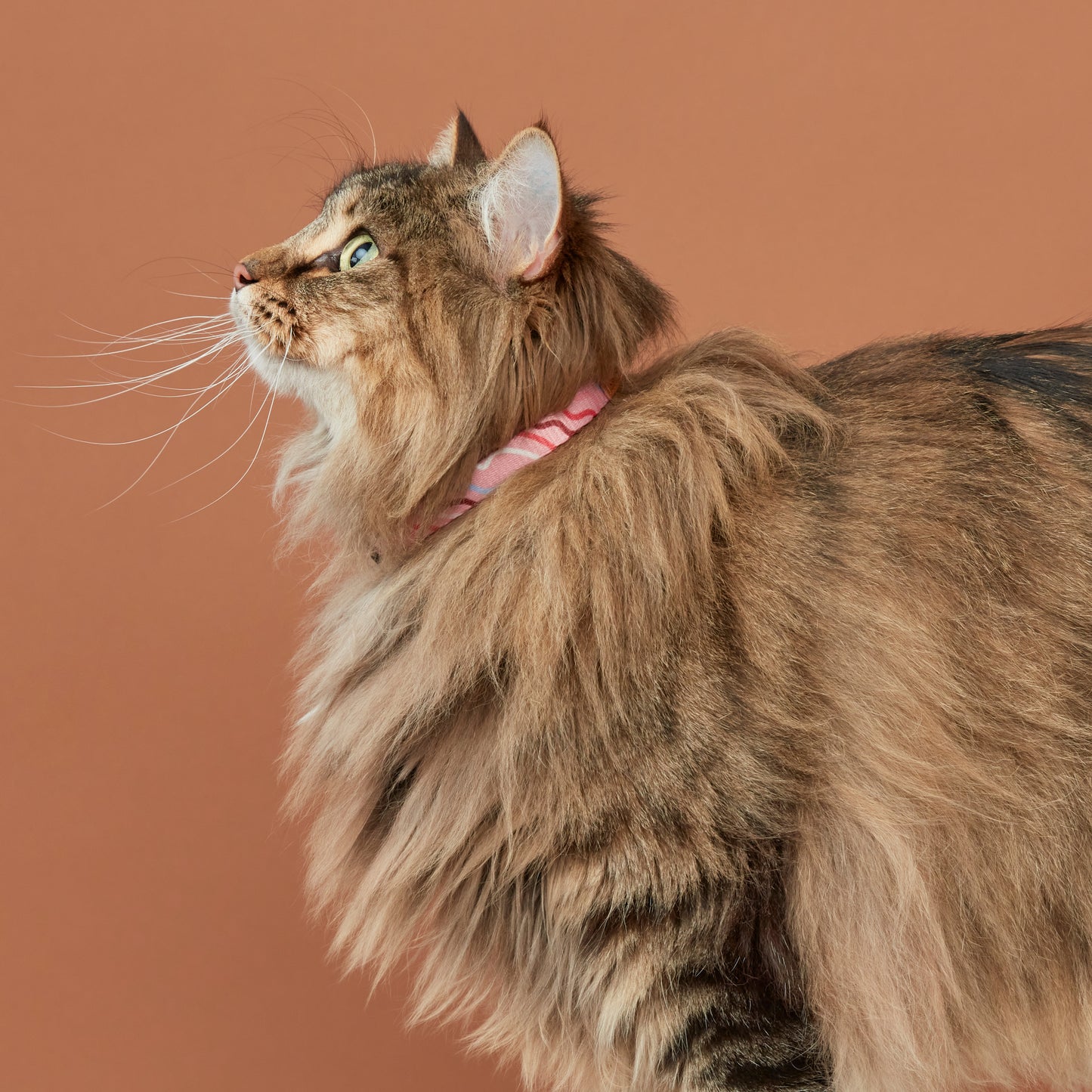 Cat Collar