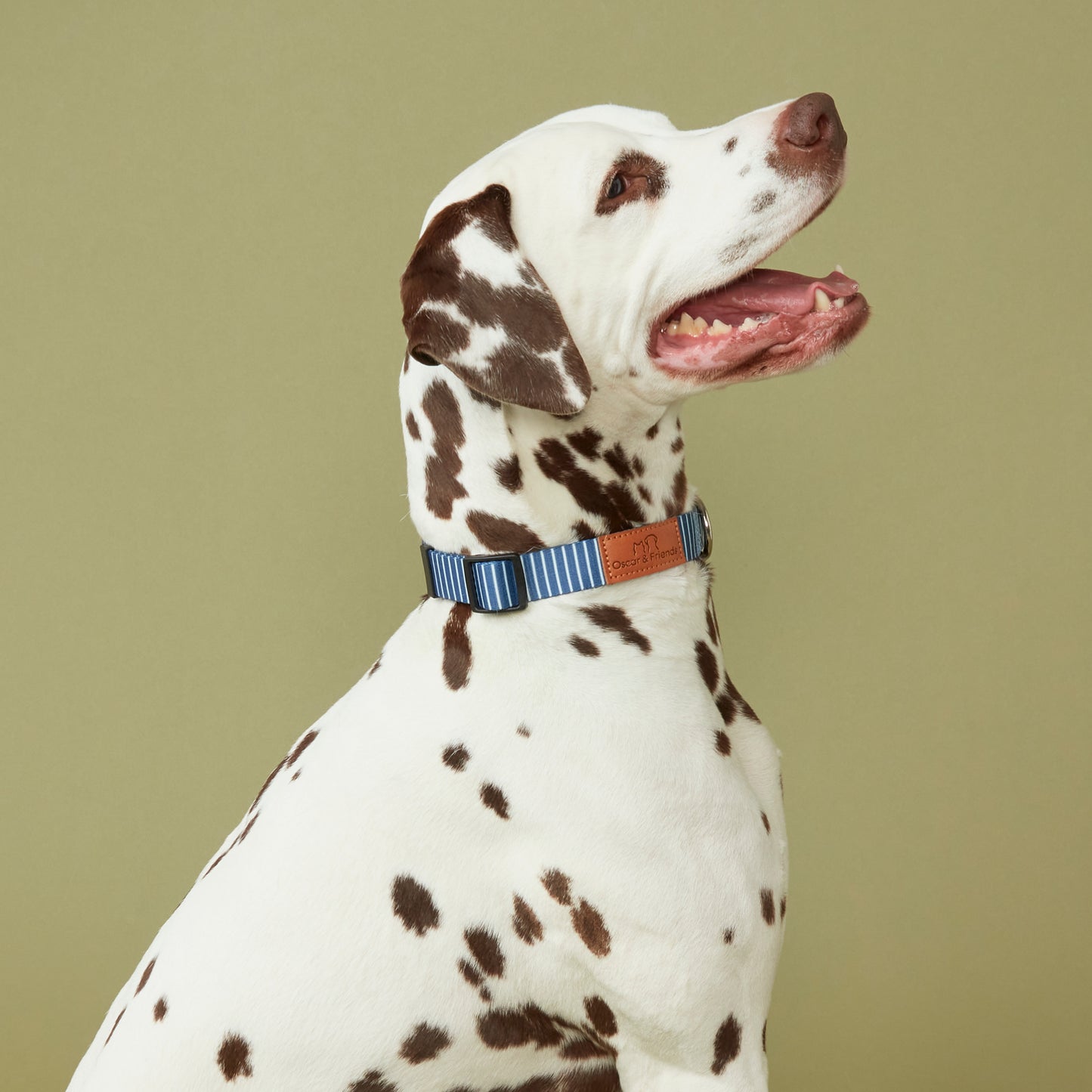 Dog Collar Printed
