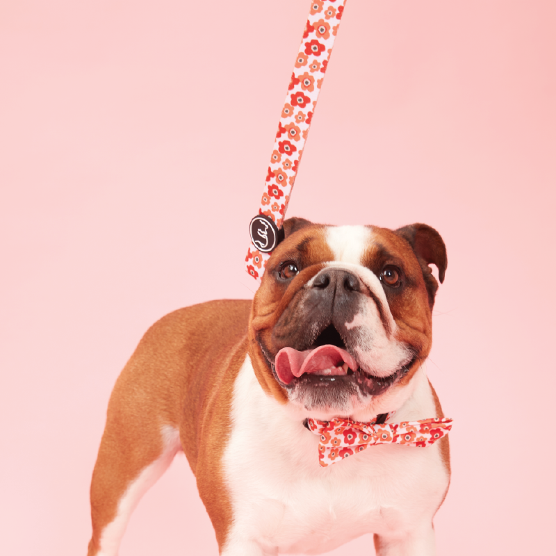 Dog Collar & Lead Set Blotched Floral