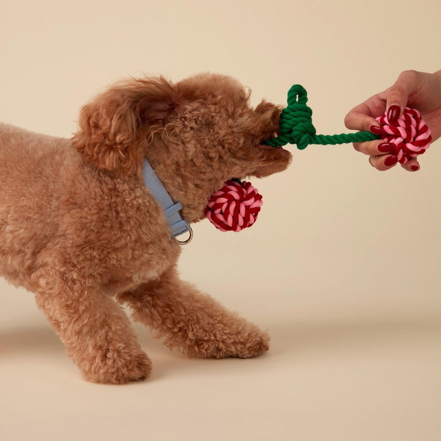 Cherry Rope Pull Toy