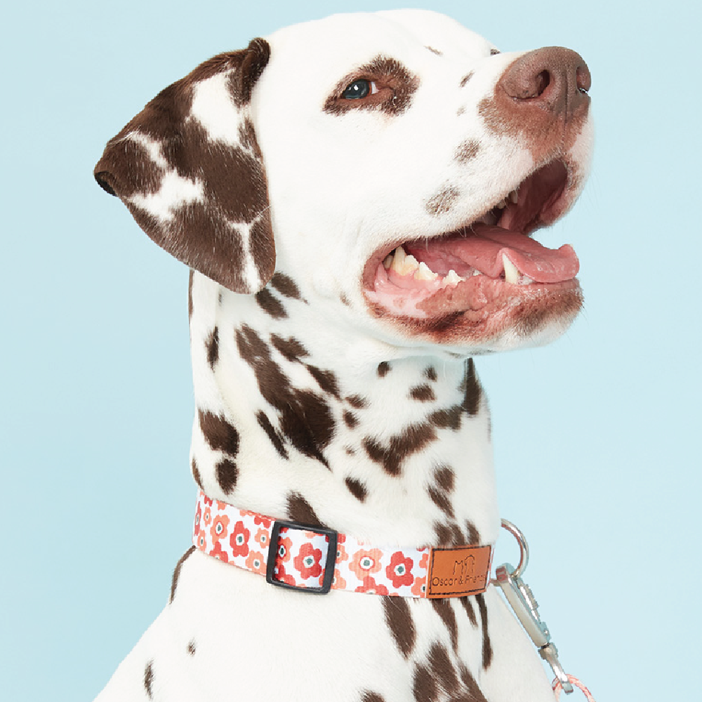 Dog Collar Blotched Floral