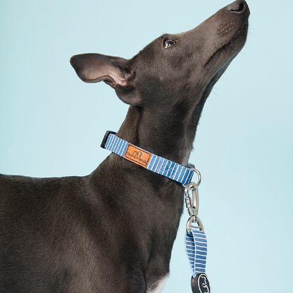 Dog Collar Teal Stripe