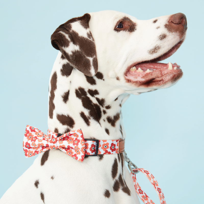 Dog Bow Tie Blotched Floral