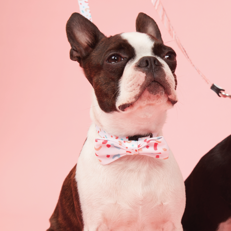 Dog Bow Tie Confetti