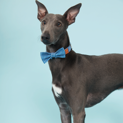 Dog Bow Tie Teal Stripe