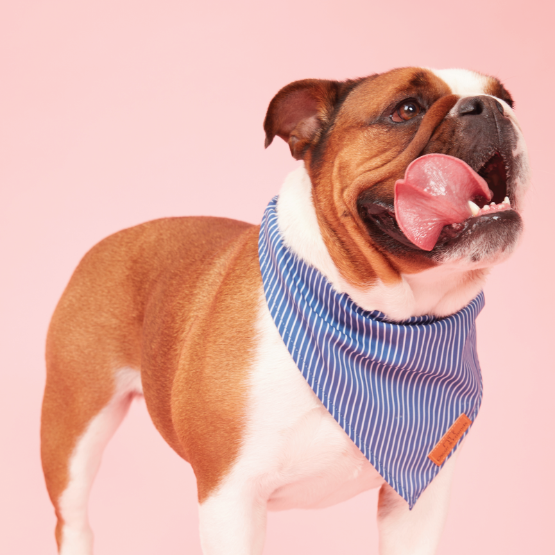 Dog Bandana Teal Stripe