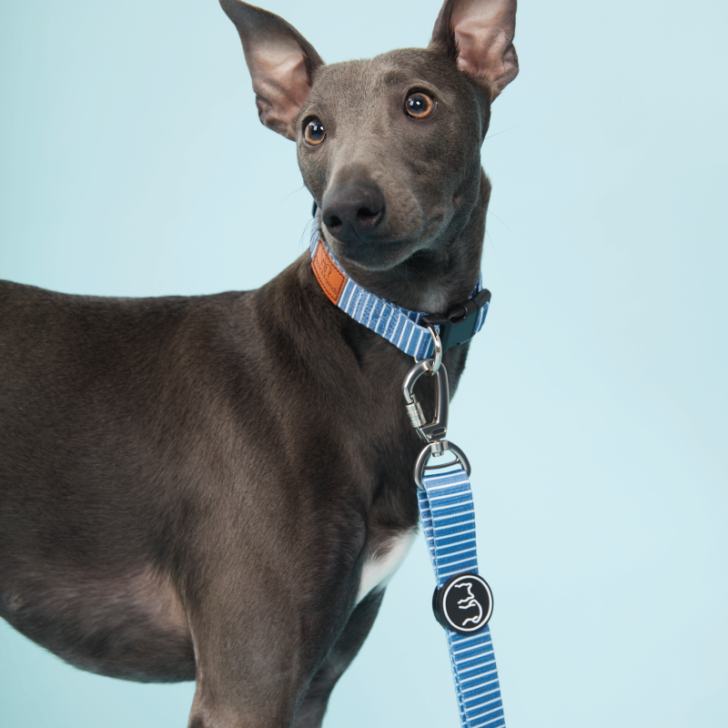 Dog Lead Teal Stripe