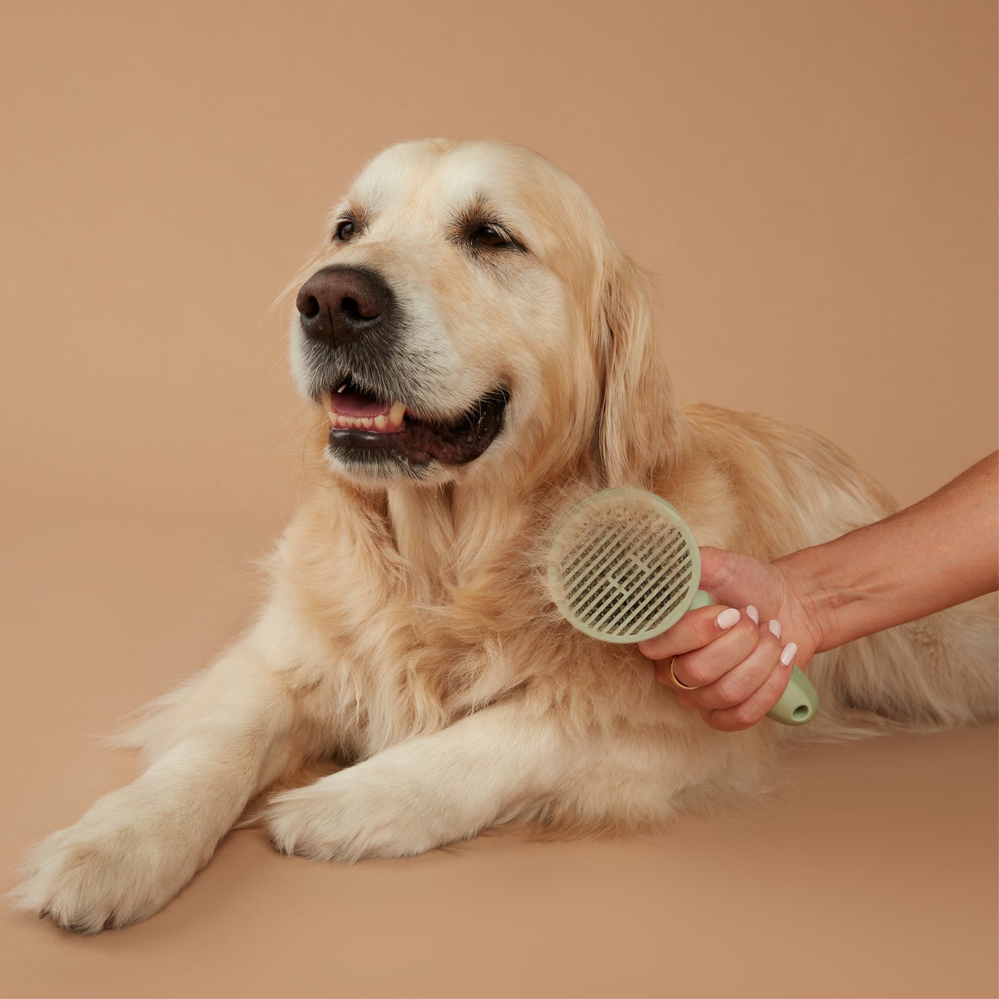 Pet Self Cleaning Everyday Brush